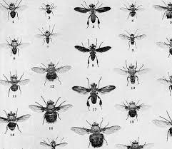 True Fly Chart Edwardian Entomology 1907 Natural History