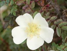 Rosa pimpinellifolia - Wikipedia
