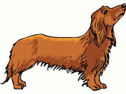4,399 dachshund clip art images on gograph. Pin By Christy Allen Sparks On Weenies Dog Clip Art Dachshund Cartoon Dachshund Drawing