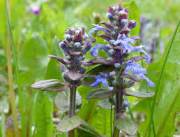 bugleweed pictures flowers leaves
