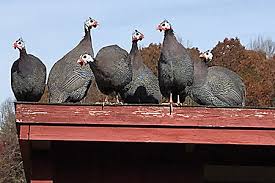 Guinea fowl hen sounds & nest calls. Getting Guinea Fowl To Roost Indoors At Night Cackle Hatchery