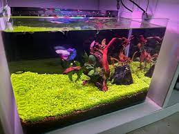 Aquarium Home Design Nahfa gambar png