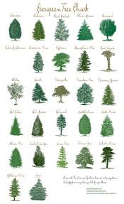 Pin By Naomi Batty On New House Landscaping Trees