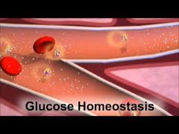 Insulin And The Regulation Of Glucose In The Blood