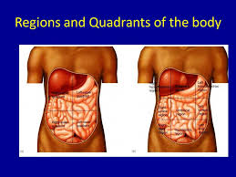 Regions and quadrants of the peritoneal cavity. Language Of Anatomy And Organ Systems Anatomical Position Ppt Download