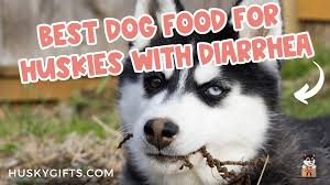 best dog food for huskies with diarrhea