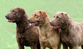 We believe in making training fun for the dogs. Chesapeake Bay Retriever Dog Breed Information