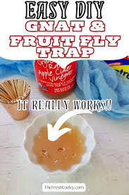 homemade fruit fly trap gnat trap
