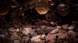 Desarrollo y reproducción de las hormigas » HORMIGAPEDIA