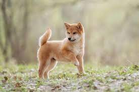How Much Does A Shiba Inu Cost ...