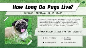 pug lifespan how long do pugs live