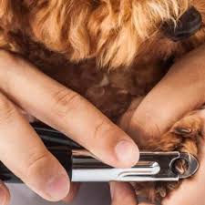 how to cut dog nails expert tips for