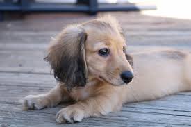 Our goal is to provide lifetime companions that conform to akc standards. Welcome To Fairhaven Dachshunds