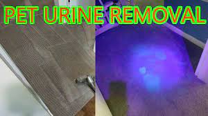 carpet urine extraction