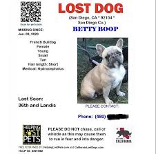 Rescue a pit bull today! Lost Stolen Dog Needs Medication Please Help Find Betty Boop Sandiego