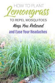 plant lemongr to repel mosquitoes