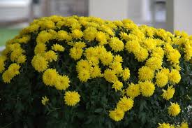 Sammangi poo valarppu(7305739738)சம்மங்கி பூ வளர்ப்பு/sambangi flowers farming /jp tamil tv. Chrysanthemum Flowers In Hosur Chrysanthemum Flowers Dealers Traders In Hosur Tamil Nadu