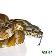 irian jaya carpet python exotic