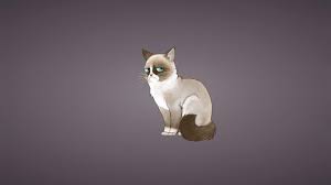 grumpy cat wallpapers 23 images inside