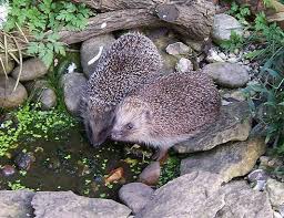 Make A Garden Pond The Finishing Touch