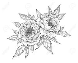 Find more my little pony coloring page pdf pictures from our search. Hand Drawn Peony Flower And Leaves Bunch Isolated On White Vector Royalty Free Cliparts Vectors And Stock Illustration Image 146003114