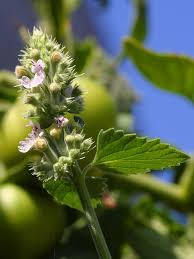 Nepeta - Wikipedia