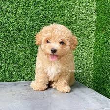maltipoo dogs s in singapore