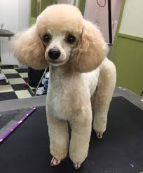 dog grooming salon in auckland puppy