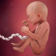 23 Weeks Pregnant Fetal Development Babycentre Uk