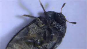black carpet beetles learn about nature