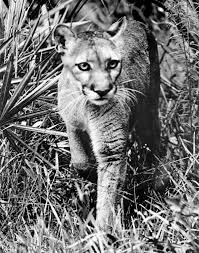 A person who commits animal cruelty or aggravated animal cruelty against more than one animal may be charged with a separate offense for each animal such cruelty was committed upon. Florida Memory State Animal Of Florida A Panther