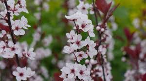 Your first thought may be fruit trees many flowering trees are fragrant and will fill your garden with lovely scent. 7 Small Flowering Trees For Small Spaces Arbor Day Blog