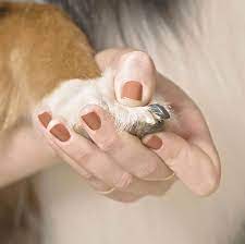 how to cut dog nails step by step tips