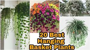 20 rare hanging basket plants india