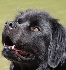 Newfoundland Information Dog Breed Facts Dogell Com