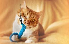 dangerous toys for cats