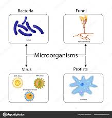 Education Chart Of Biology For Types Of Microorganism