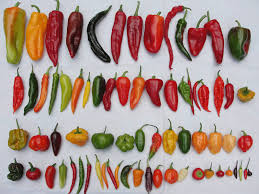 Hot Chile Pepper Guide Complete List Photos Description