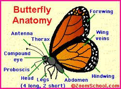 Classification Monarch Butterfly