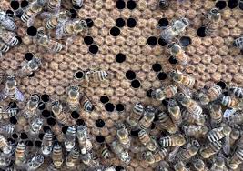 portland urban beekeepers see fewer