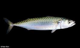 What size mackerel can you keep?