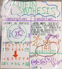 Protein Synthesis Anchor Chart Anchor Of Support Biology