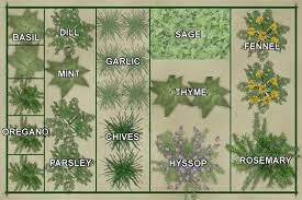 Herb Garden Plants Garden Layout