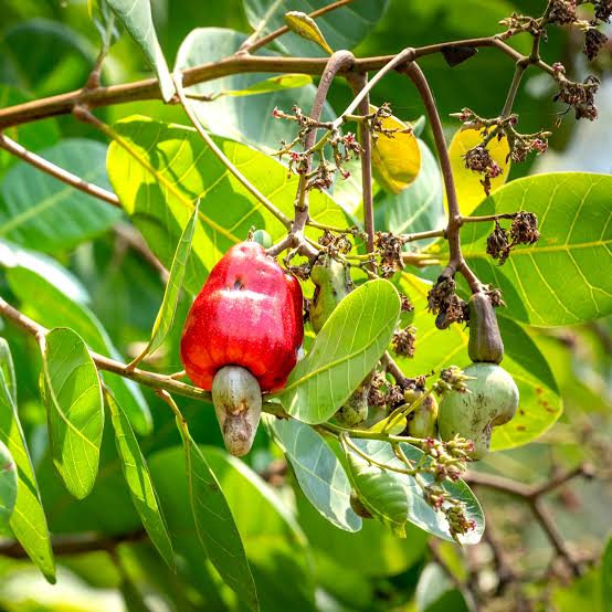 Cashew Hybrid Nut Plant, Kaju Plant – Pack Of 2