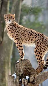 Cheetah Big Cat Wallpaper