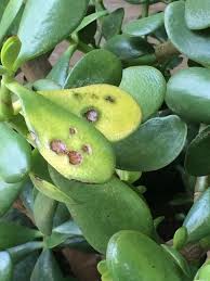 They are among the easiest houseplants to care for, but if you have limp jade plant leaves, it's time to take a close look at how you water the plant. Why The Leaves On A Jade Plant Turn Yellow Dummer Garden Manage Gfinger Is The Best Garden Manage App