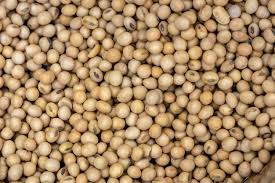 soy bean seeds flat lay