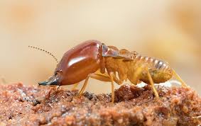 Does Mulch Attract Termites In Texas