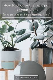 We are delivering plants monday to friday excluding. How To Choose The Right Pot For Your Plant Why Pot Shape Size Matters A Lot Greenhouse Studio