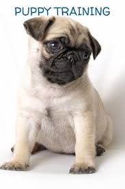 Over 4,956 pug puppy pictures to choose from, with no signup needed. Pug Puppy Training Tips How To Train A Pug Puppy Puppy Training Pug Puppies Training Puppy Training Tips